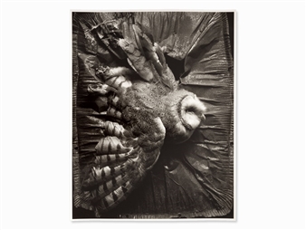 Barn Owl - Eberhard Grames