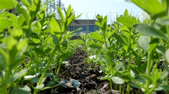 Natural Imperfections - Aspex