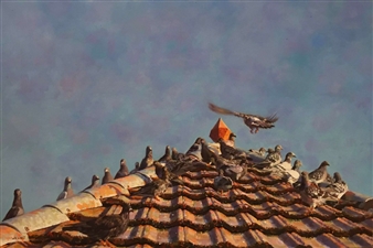 Roof with Pigeons - Iftah Dori