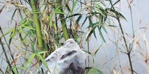 Wind by Leng Jun, 2013