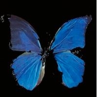 Damien Hirst: New Religion - Paul Stolper