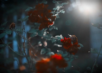 Everything’s Coming Up Roses!  - ClampArt