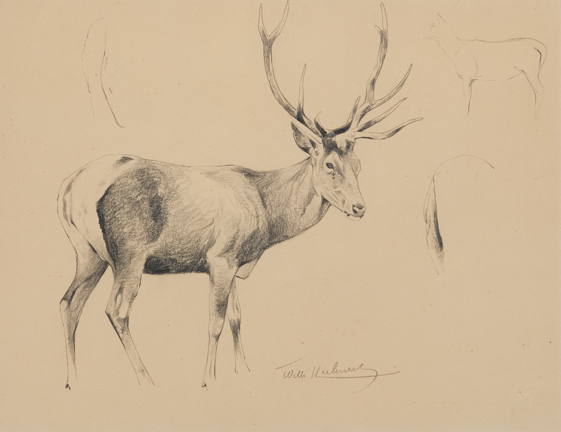 Elk by Wilhelm Kuhnert