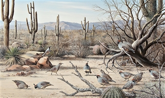 Sonoran Desert - Gambel's Quail - Maynard Reece