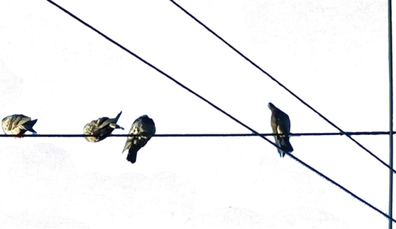 Dispersion - Gaffa Gallery