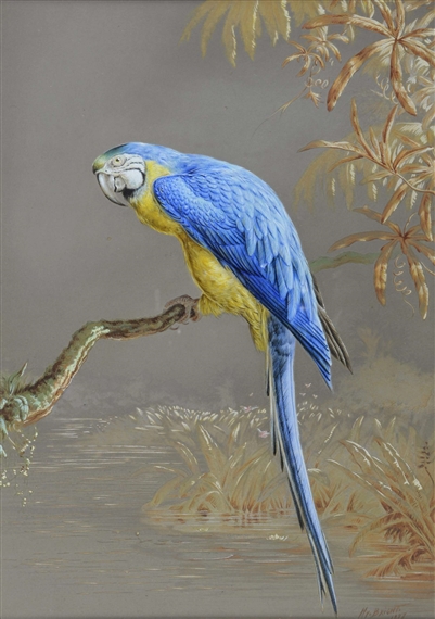 Blue and Gold Macaw by Harry Bright, 1877