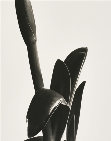 AMARYLLIS by Imogen Cunningham, 1933, printed in the 1960s