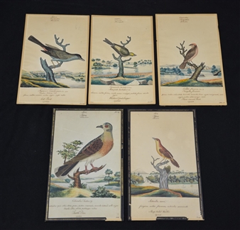 5 Works, Drawings of Birds - William Goodall