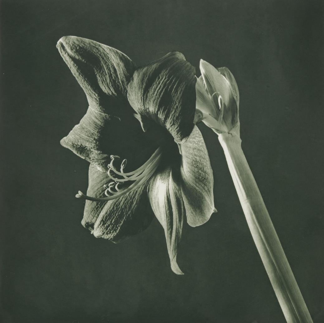 Artwork by Robert Mapplethorpe, Green Amaryllis from Flowers, Made of Toned photogravure