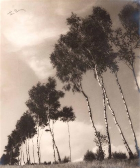 Les Bouleaux - Herman Burton