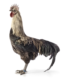 Belgian Artist Koen Vanmechelen Answers the “Chicken or the Egg” Riddle and More in ENERGY/MASS at Wasserman Projects