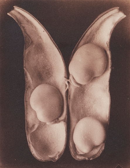 Bruce Rae | Untitled, Root Vegetables (2000) | MutualArt