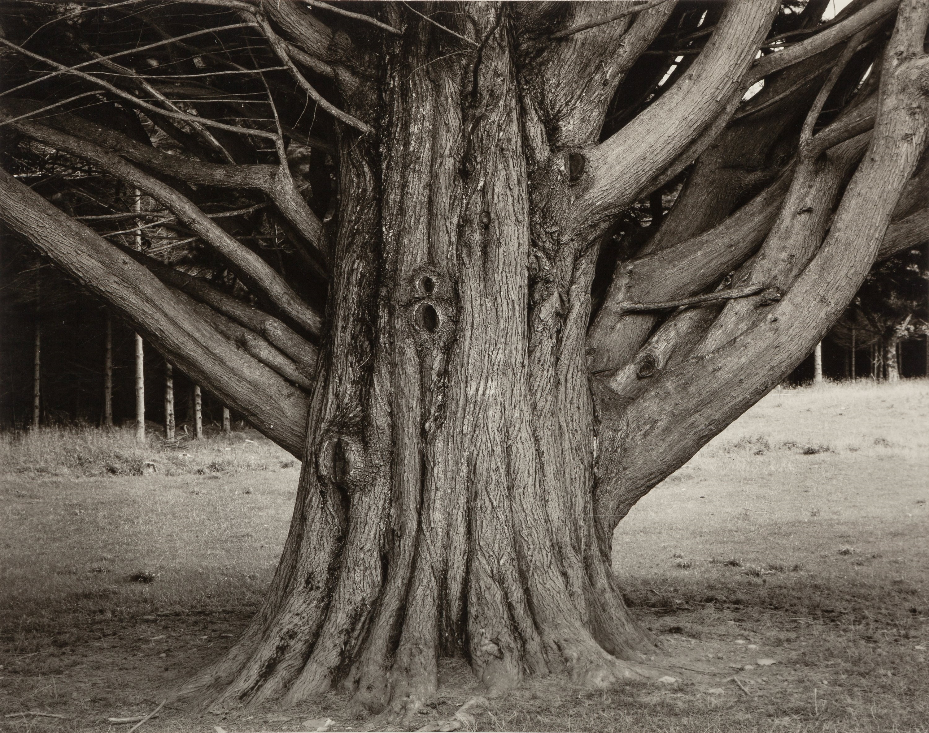 Willard Van Dyke Ireland, Cypress (1979) MutualArt