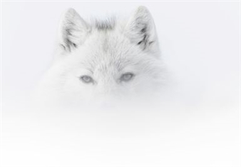 Calendrier Vincent Munier 2023 Vincent Munier | 7 Artworks At Auction | Mutualart