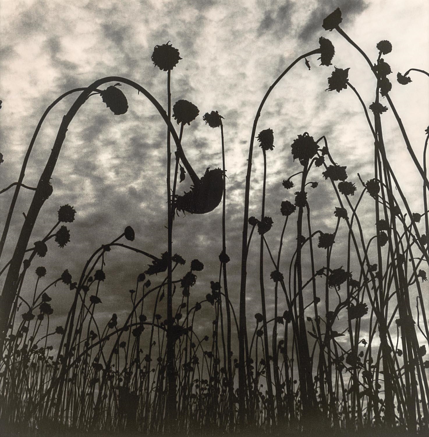 Artwork by Olive Cotton, Dead Sunflowers, Made of silver gelatin photograph