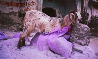 Animality review – a cacophonous gathering of art's jungle VIPs