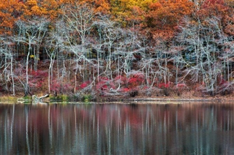 Interview of Mariangela Ciccone, Art Director of the John Mazlish Studio