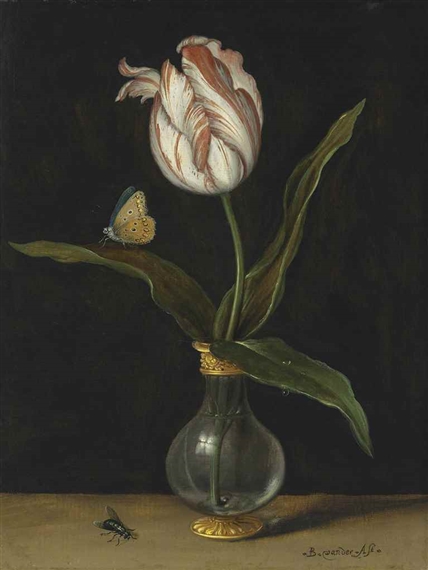 The ‘Zomerschoon’ tulip by Balthasar van der Ast