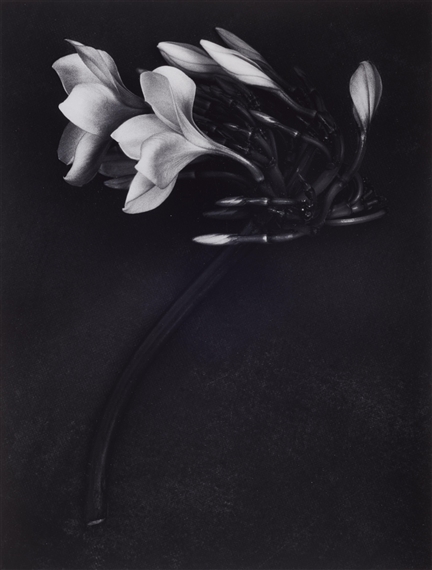 Orchid, St. Johns, U.S. Virgin Islands by Albert Watson, 1988