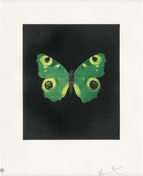 Green Butterfly (Fate) by Damien Hirst, 2009