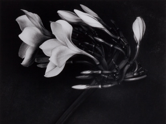 Orchid by Albert Watson, 1988, printed late 1990s
