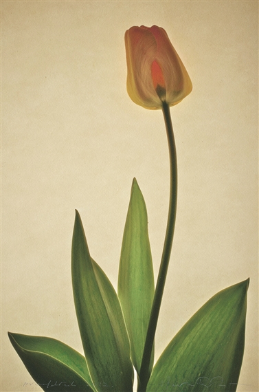 Tulip by Harm Botman, 2012