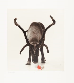 Rentierkopf by Carsten Höller, 2010