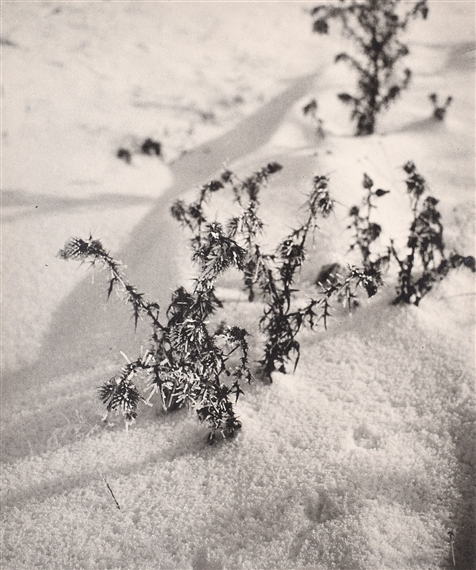 Ojíněný bodlák by Josef Pelech