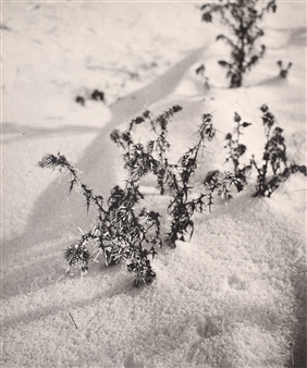 Ojíněný bodlák - Josef Pelech