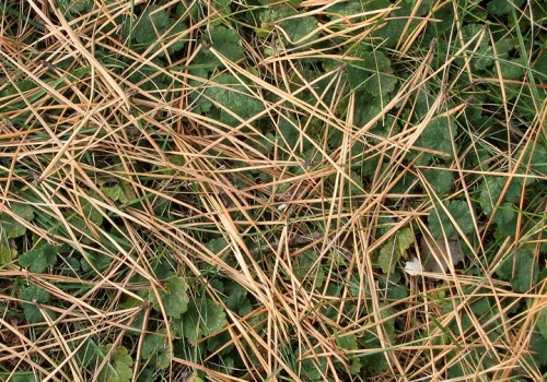 Christmas Spice 2016 - Paul Petro Contemporary Art