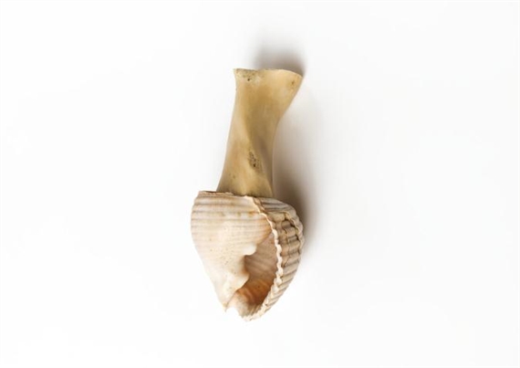 Jean-Luc Moulène: Ce fut une belle journée. - Galerie Chantal Crousel