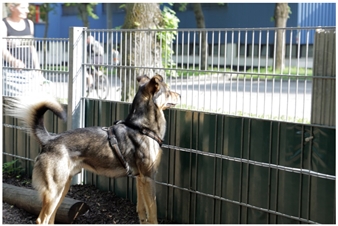 Ovidiu Anton and Alexandru Bălăşescu: Smells like paradise  - Christine König Galerie