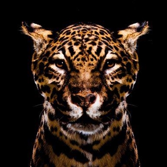 Jaguar - Patrick Leclerc