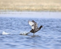 Santha Soruban David Samson - Jehangir Art Gallery