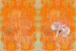 The Blossom as the Self - A.I.R. Gallery