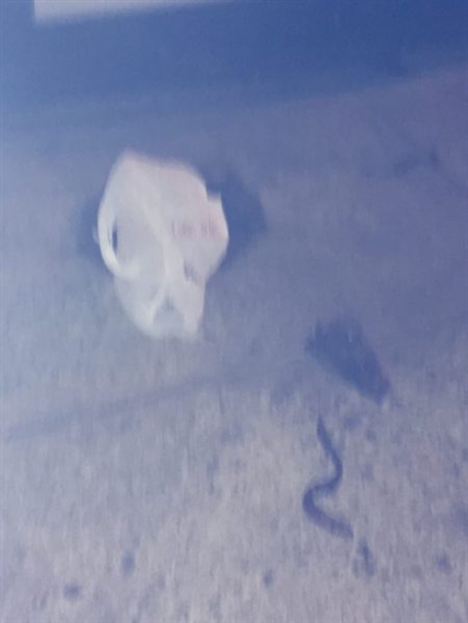 Allyson Vieira: A Pot to Piss In - Klaus von Nichtssagend Gallery