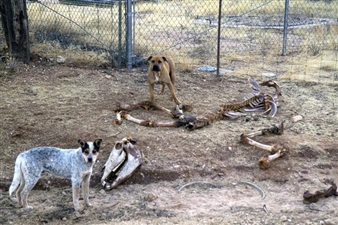 Postcommodity: Coyotaje - Art in General