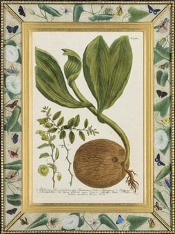 12 Works: From Weinmann's Phytathoza Iconographia - Johann Wilhelm Weinmann