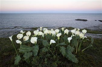 Halifax Report: Can an Art Gallery Be a Place for Mourning?