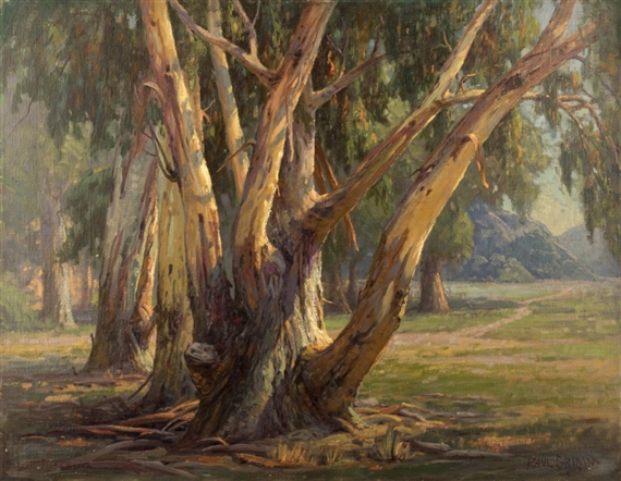 Old Eucalyptus