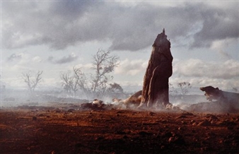 Wesley Stacey: The wild thing - Museum of Australian Photography (MAPh)