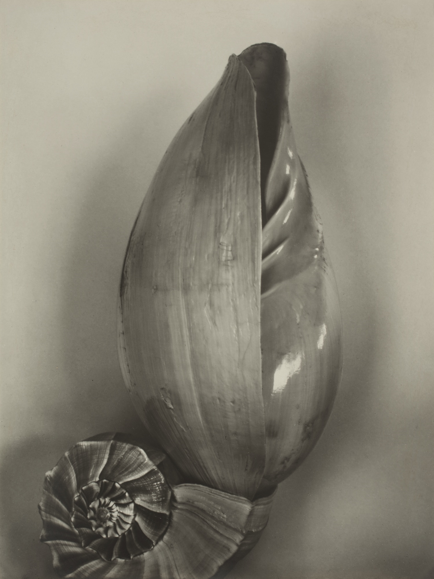 Edward Weston | SHELLS (3S) (1927) | MutualArt