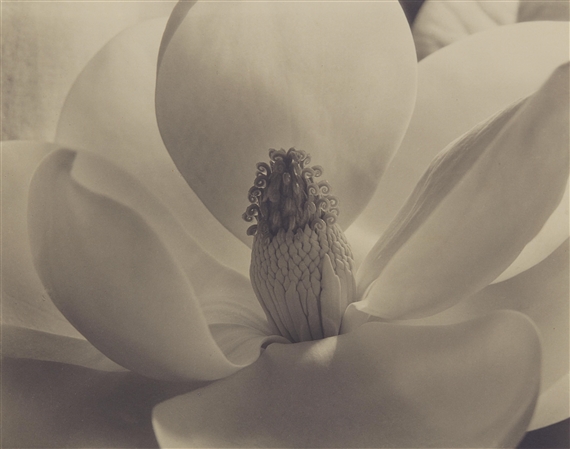 Magnolia Blossom by Imogen Cunningham, 1925