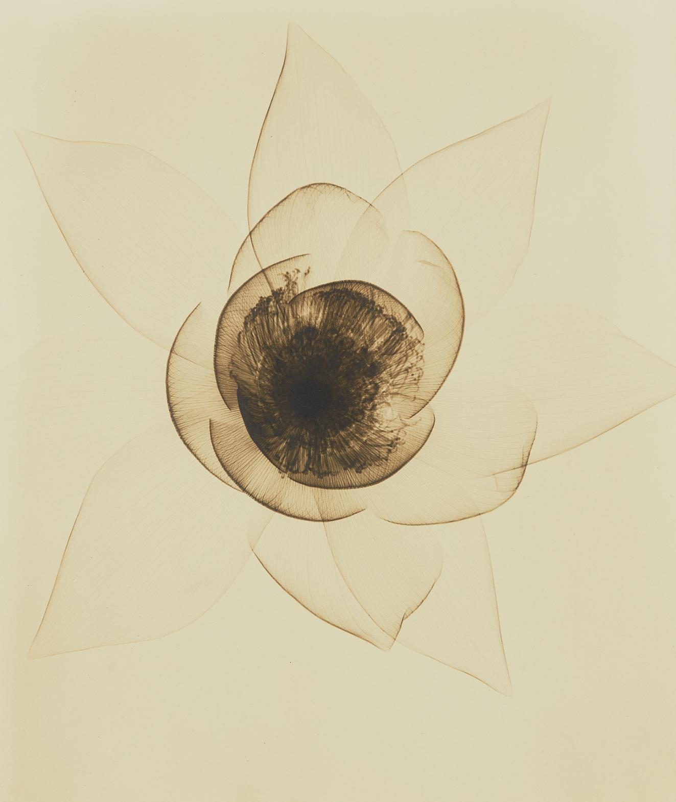Dain L. Lotus, Wide (1935) MutualArt