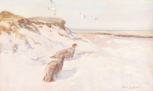 Partridges having a dust bath by Frank Southgate