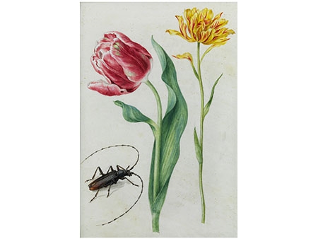 STUDIENBLATT MIT BLUMEN UND KÄFER by Maria Sibylla Merian