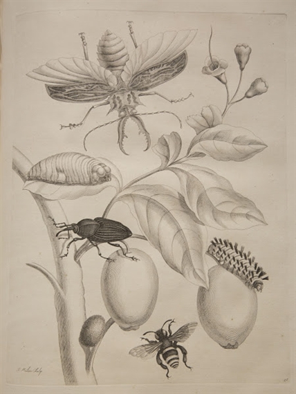 An Ode to Maria Sibylla Merian - Rijksmuseum Amsterdam