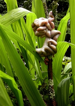 Pars Arietis Intestinarium - Heide Hatry
