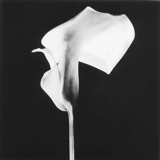 Black Calla Lily by Robert Mapplethorpe, 1988