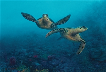 MARINE PARADISE SERIES (TWO SEA TURTLES) - Ajis Mohamad